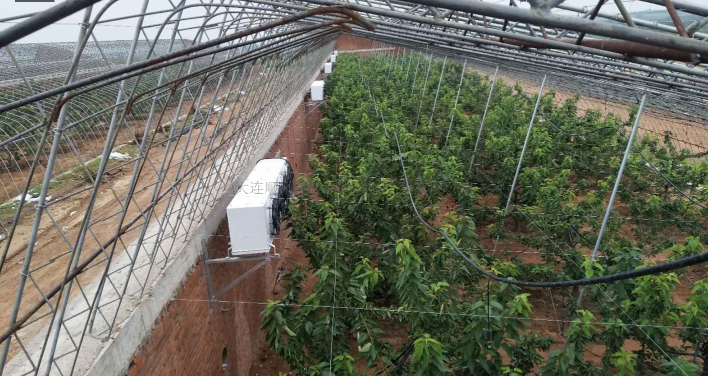 複州灣櫻桃大(dà)棚降溫工(gōng)程