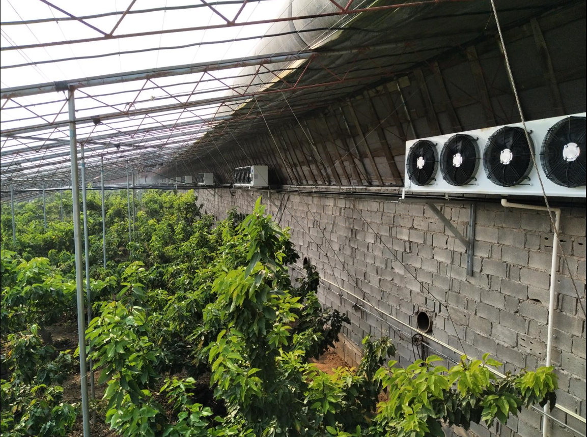 複州灣櫻桃大(dà)棚降溫工(gōng)程